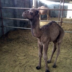 baby camel