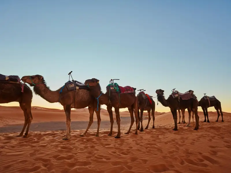 camel riding in desert