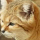 Sand Cat