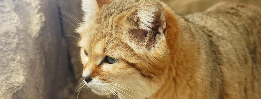 Sand Cat