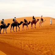 Camels in the desert