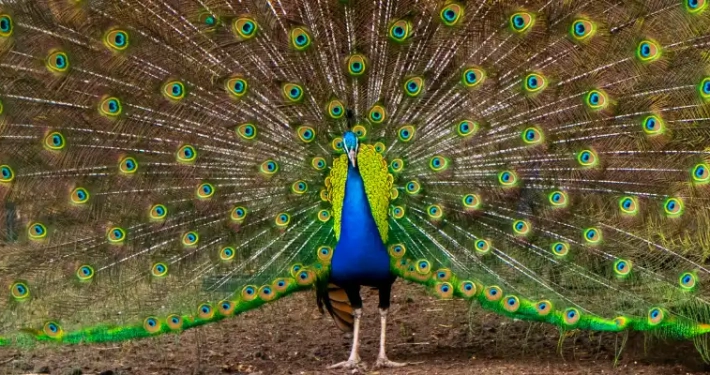 bird garden of isfahan