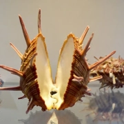 Isfahan Seashell Museum