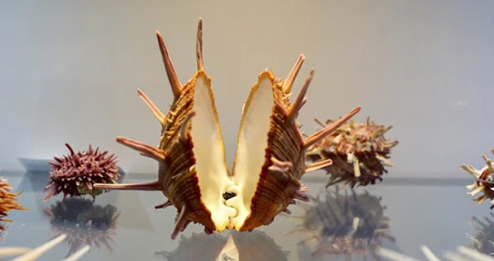 Isfahan Seashell Museum