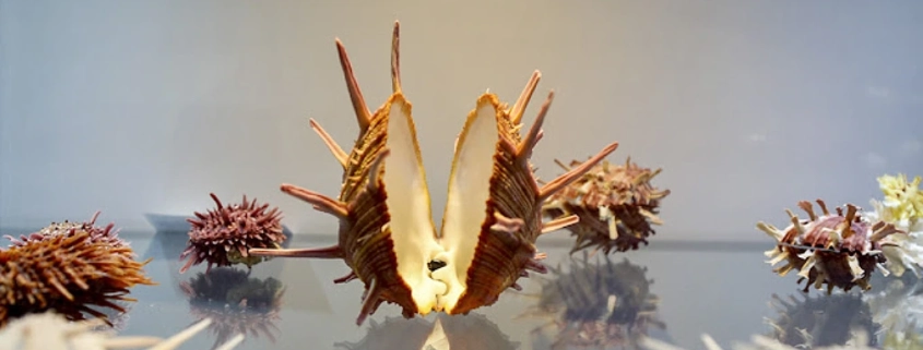 Isfahan Seashell Museum