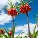plain of reverse tulips