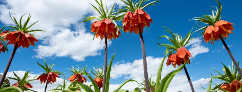 plain of reverse tulips