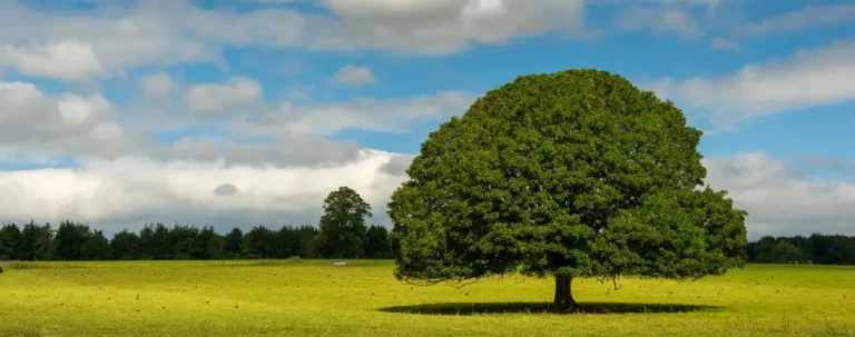 هفته منابع طبیعی