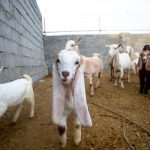 مزرعه حیوانات