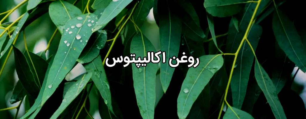 خواص روغن اکالیپتوس