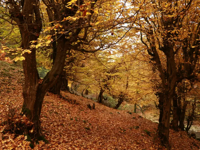 پاییز در ایران